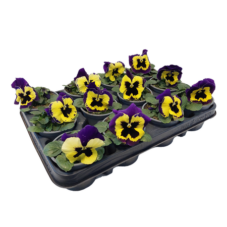 Winterviolen, per tray