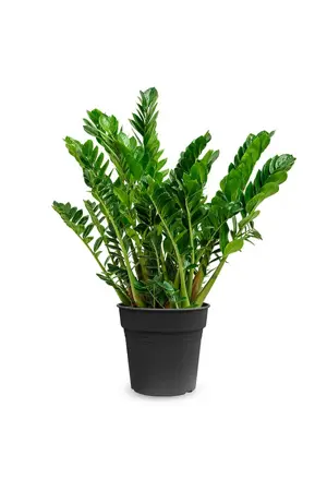 Zamioculcas, vanaf