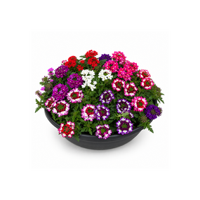 Zomerbloeiers in schaal
