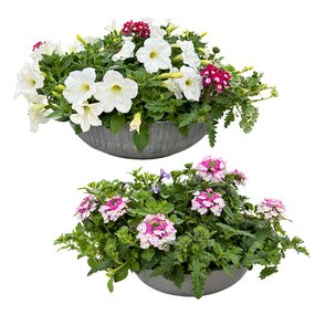 Zomerbloeiers in zinken schaal XL Ø35cm