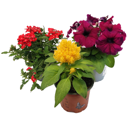 Zomerbloeiers, per stuk