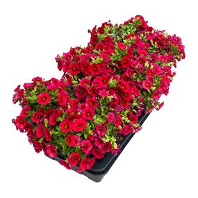 Zomerbloeiers tray 12 stuks