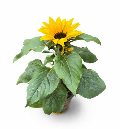 Zonnebloem