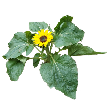 Zonnebloem