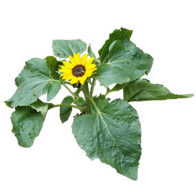 Zonnebloem
